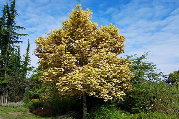 Variegated Sycamore Maple